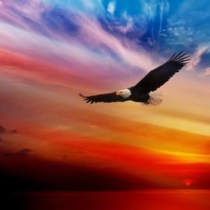 Meet your Posher, Ferrer